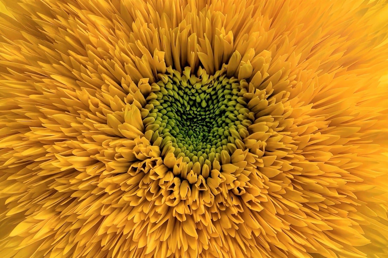 huile de tournesol oléique
