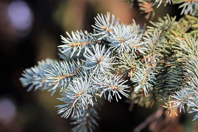 photo montrant une branche de sapin blanc appelé aussi sapin pectiné ou sapin argenté